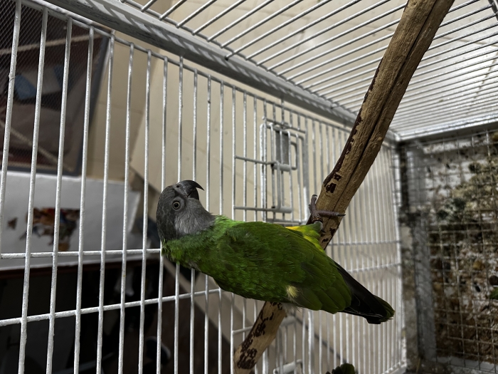 couple Perruche youyou