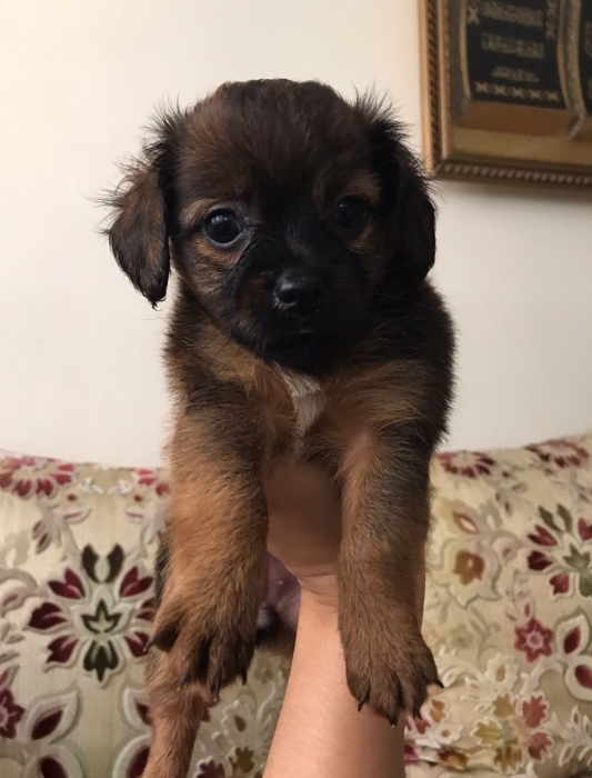 Adorables Chiots Caniche Toy