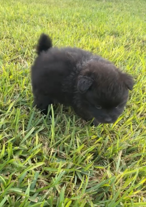 Chiot spitz nain pure race