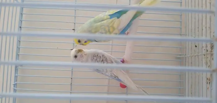 زويزة سبانغل للبيع