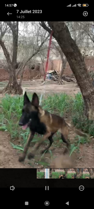 malinois charbonnier