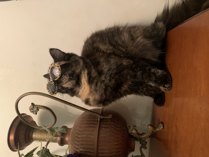 Chat British longhair