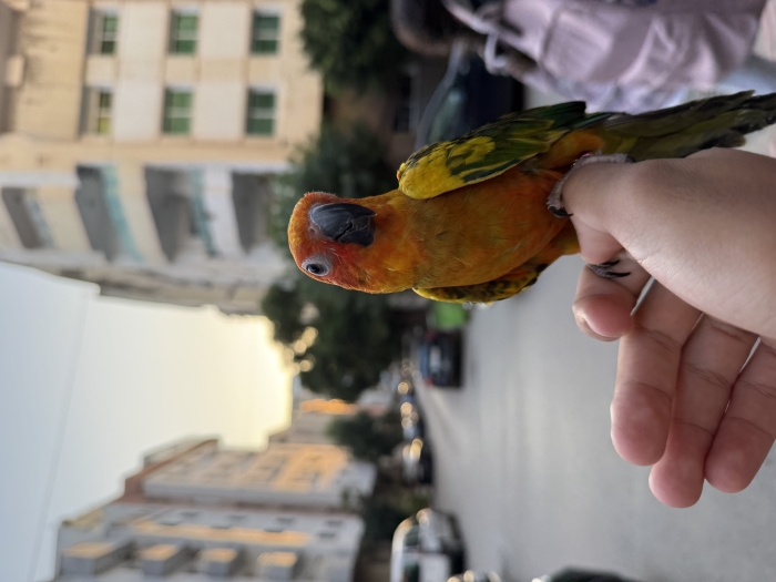 Conure soleil