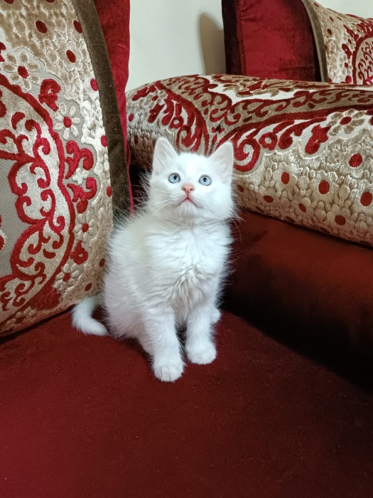 chaton angora