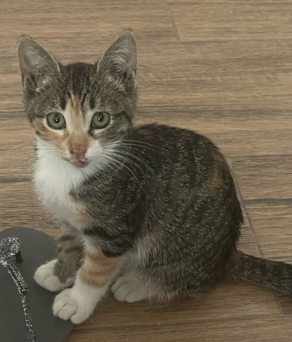 Donne une petite chatte de deux mois