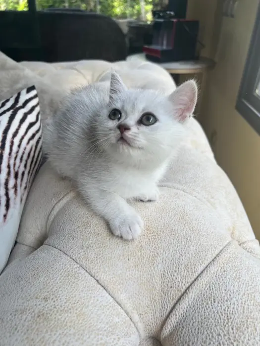 Chat british et scottish