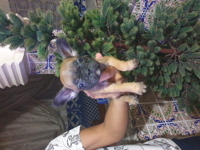 Disp chiot bulldog francais