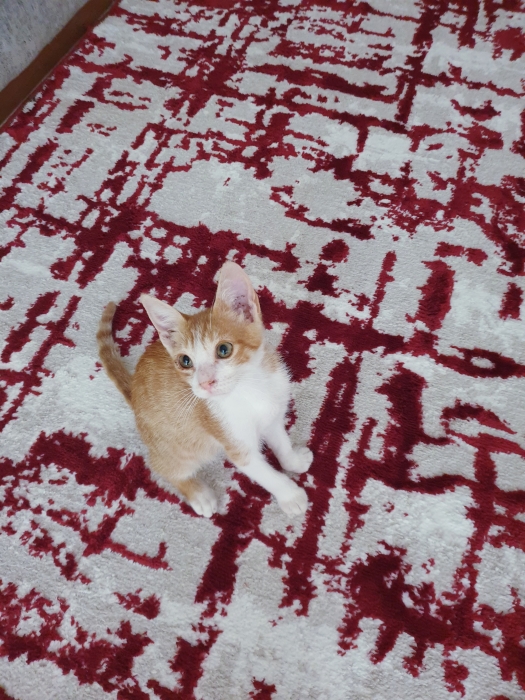 Ginger adorable chaton pour adoption