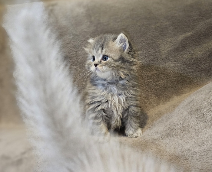 Superbe british et scottish fold