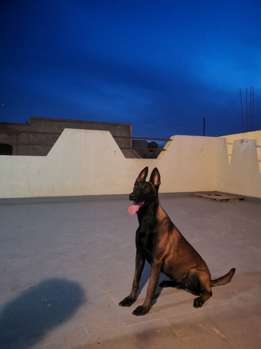chiots Malinois en parfaite santé, issus d'une lignée exceptionnelle.