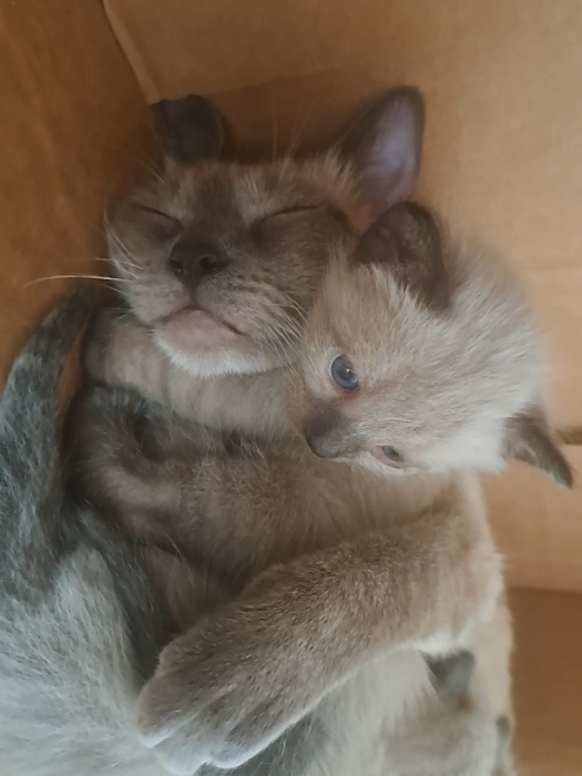 Chatons siamois himalyens