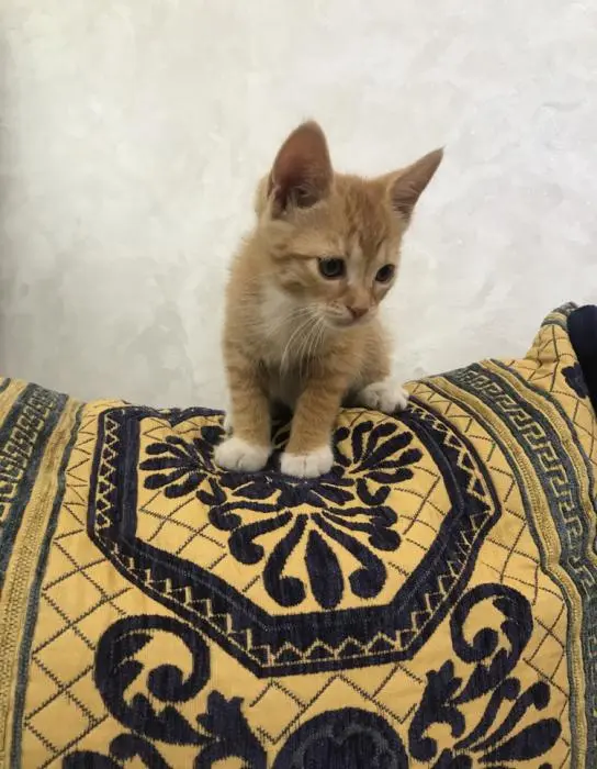 chatonne pour adoption