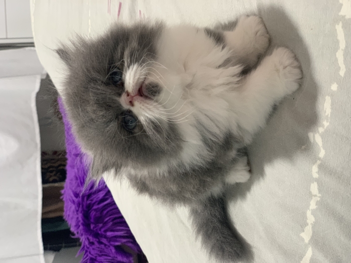 Chatons persan pure race