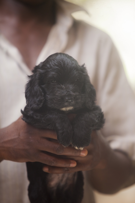 magnifiques chiots cocker spaniel