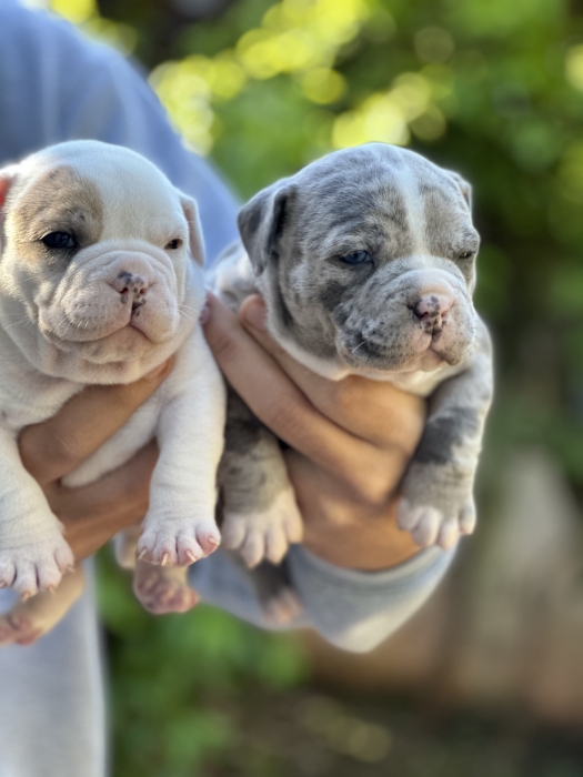 American Bully Pocket