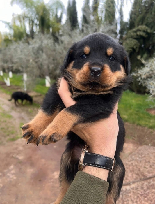 Rottweiller
