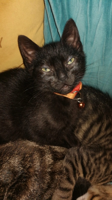 ! Adoption gratuite : chatons noirs 🐈‍⬛