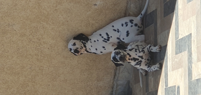 DALMATIEN