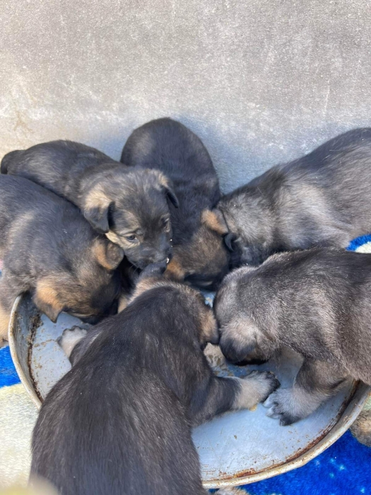 Berger belge malinois