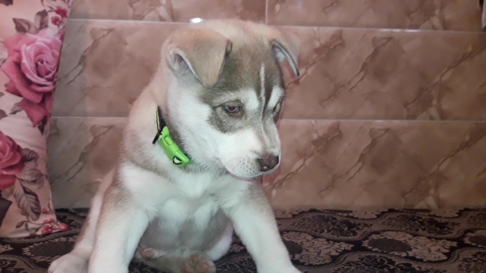 Husky rotweiller Mix