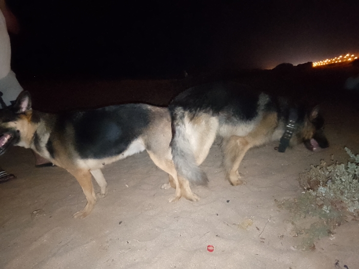 Femelle berger Allemand masque noir