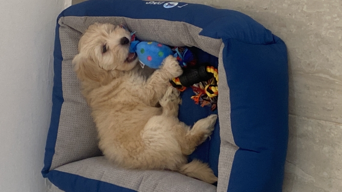 Chien bichon havanis