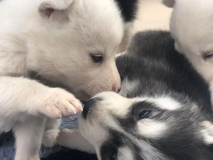 Chiots husky
