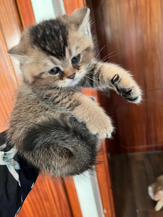 Chatons scottish straight