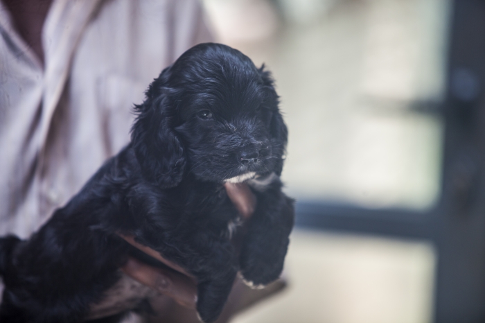 magnifiques chiots cocker spaniel