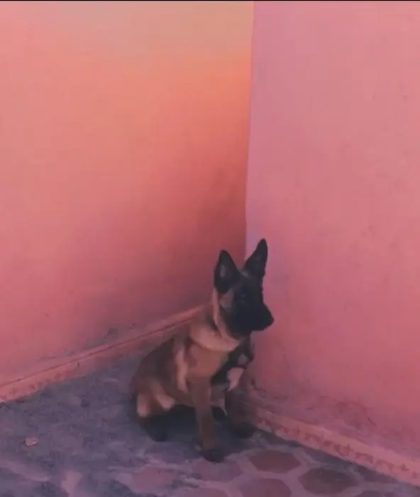 Malinois charbonné