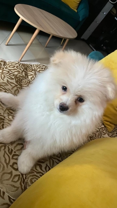 Spitz pomeranian nain