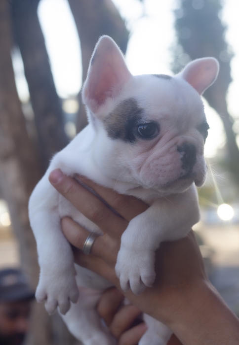 magnifique chiots bulldog francais