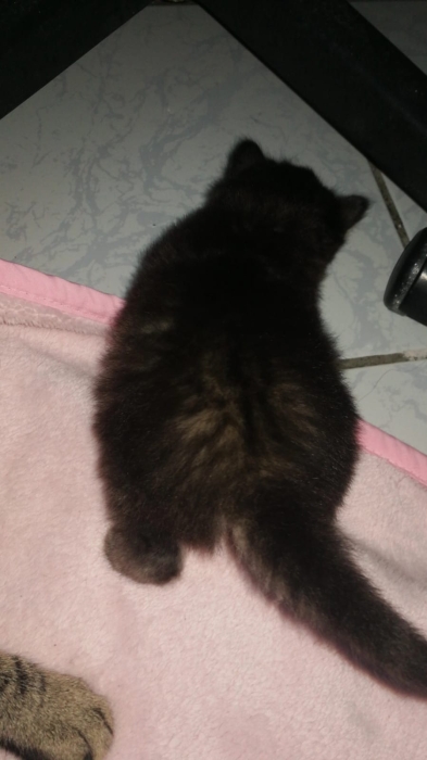 Chatons a robe Norvégienes gratuit ! 🐾