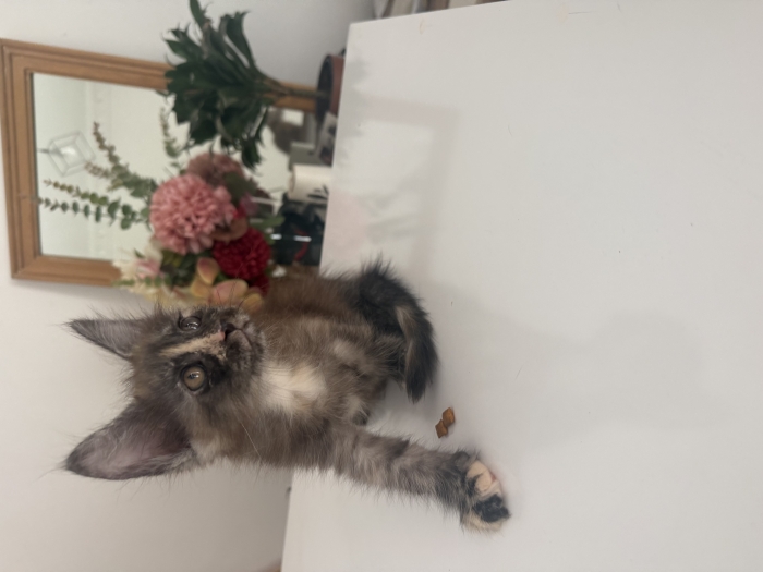 Chatons maine coon