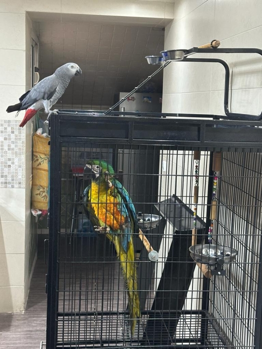 Perroquet ara Mini Gold