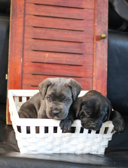 Disponibles magnifiques chiots cani corso