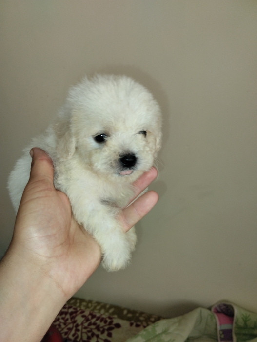 Bichon maltais