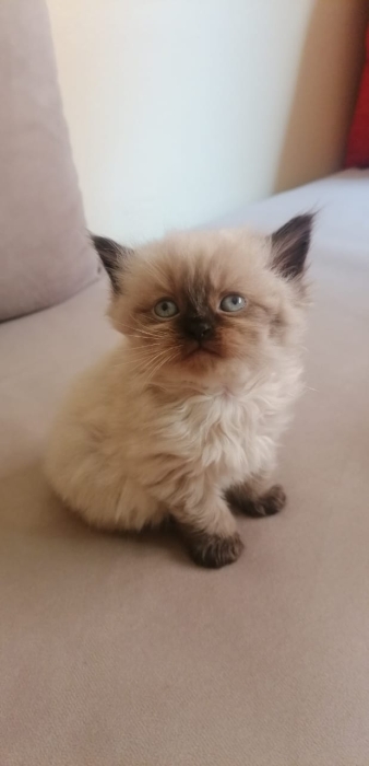 Chat persan siamois âgé d'un mois