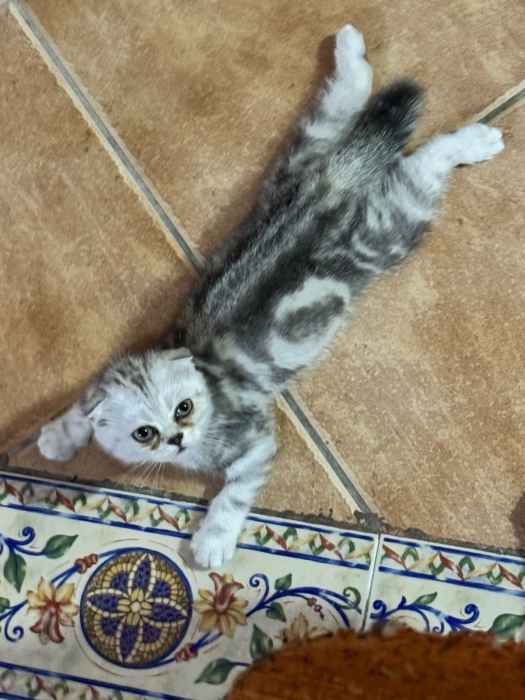 chatons Scottish Fold a vendre