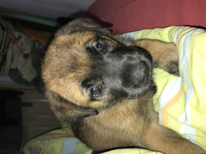 Chien  Minilois 1 mois et 14 jour un bonne santer