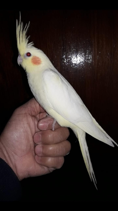 Des oiseaux bien dressé à Casablanca