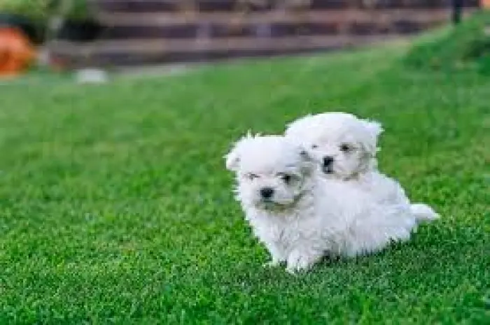 Bichon maltais mâle et femelle