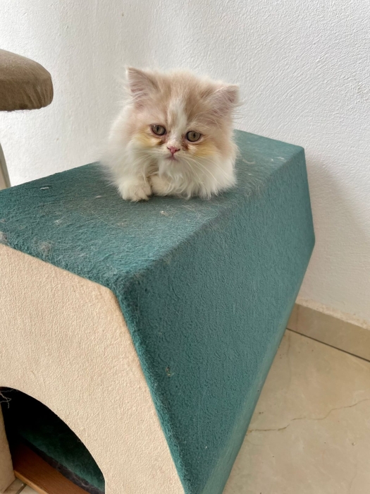 chatons persan