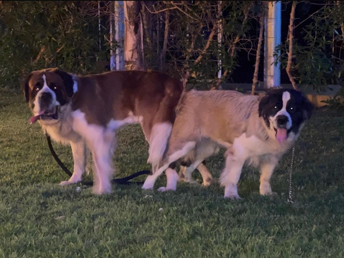 Saint Bernard 3 mois