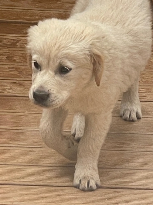 Golden Retriver adorable