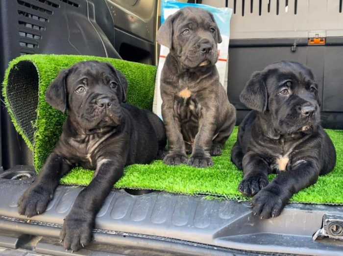 Disp chiot cane corso