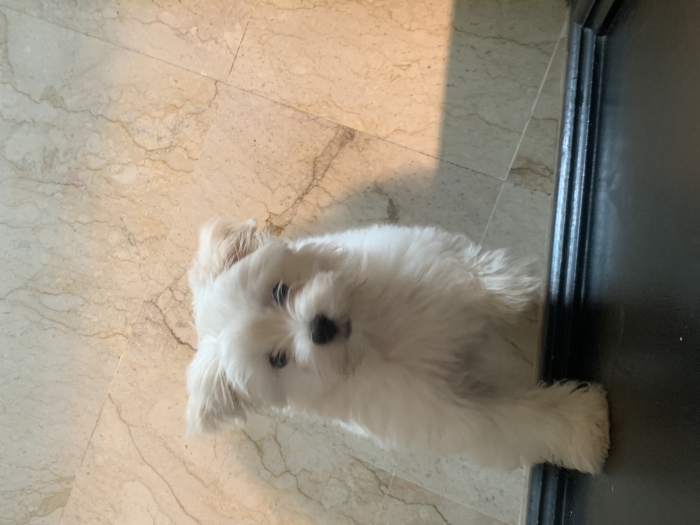 Bichon maltais à vendre