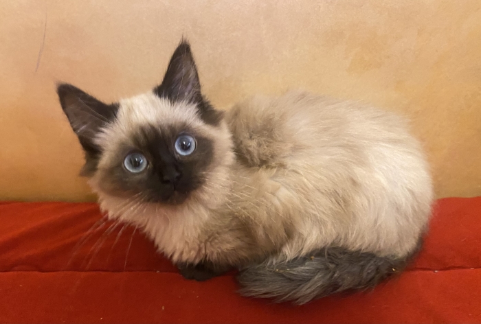 Chaton balinais femelle