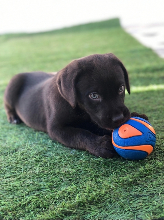 Labrador chocolat