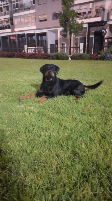 Femelle rottweiler race pure